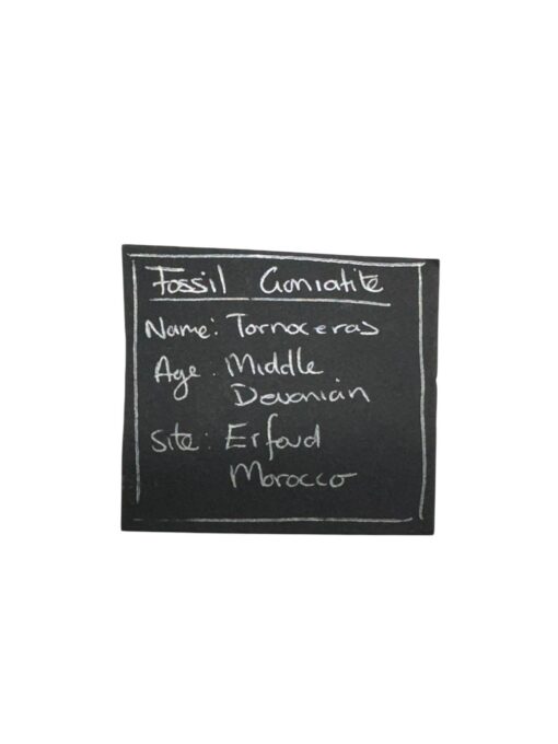 Fossiilne goniatiit - Image 4