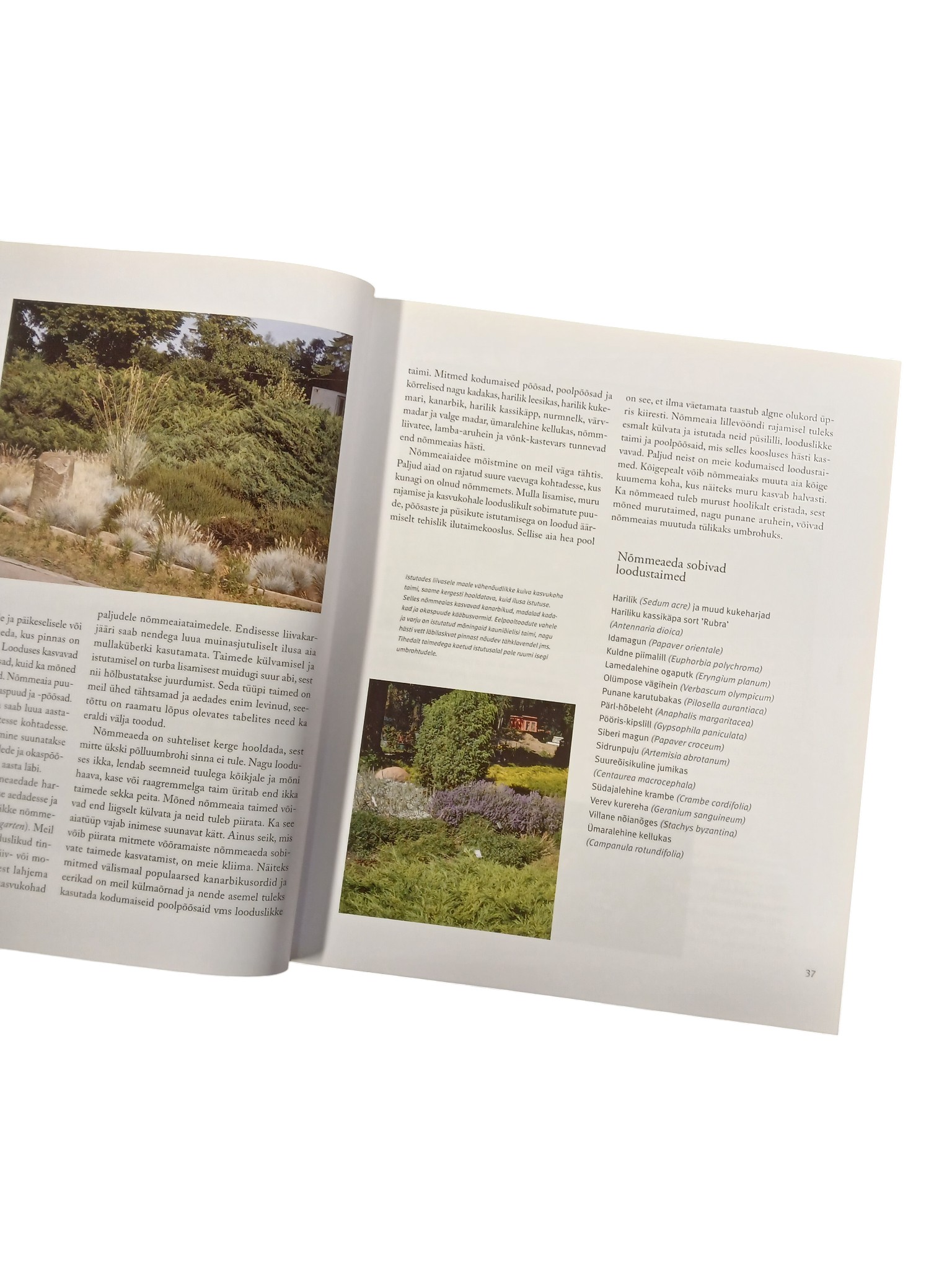 "Püsililled" Pentti Alanko - Image 4