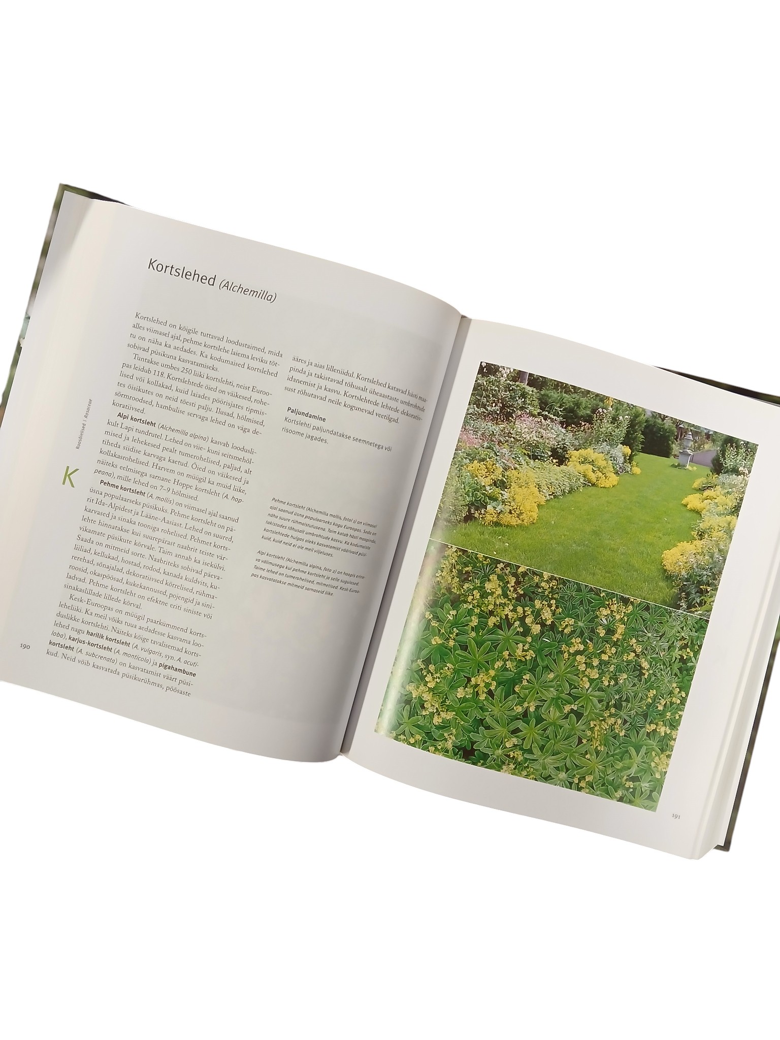 "Püsililled" Pentti Alanko - Image 5